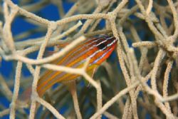 Stripes. 
Taken at "Moses Rock" in the "Nature Reserve" ... by Shahar Shabtai 